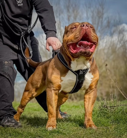 BESTIA DOG SPORT GripPro Heavy Duty Harness DC-Bestia Brands