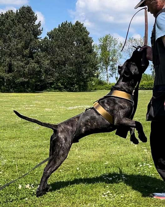 BESTIA DOG SPORT GripPro Heavy Duty Harness DC-Bestia Brands