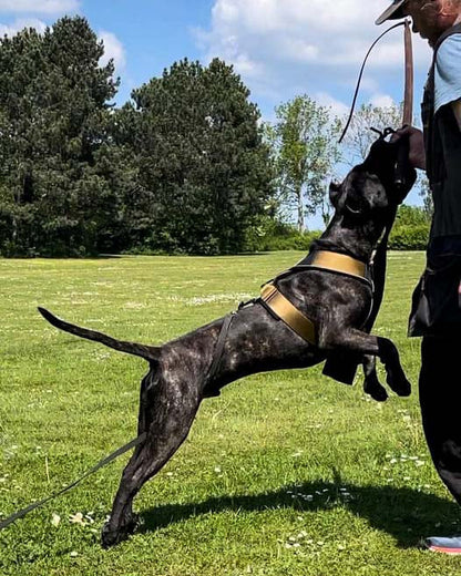 BESTIA DOG SPORT GripPro Heavy Duty Harness DC-Bestia Brands