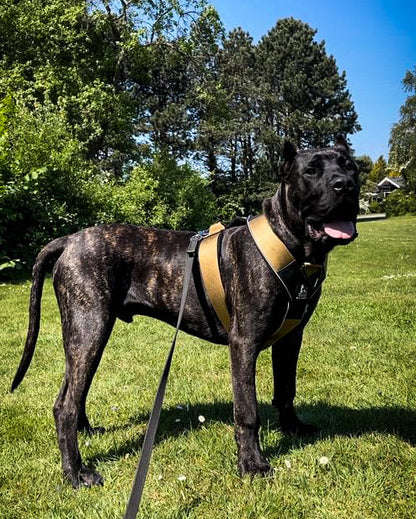 BESTIA DOG SPORT GripPro Heavy Duty Harness DC-Bestia Brands