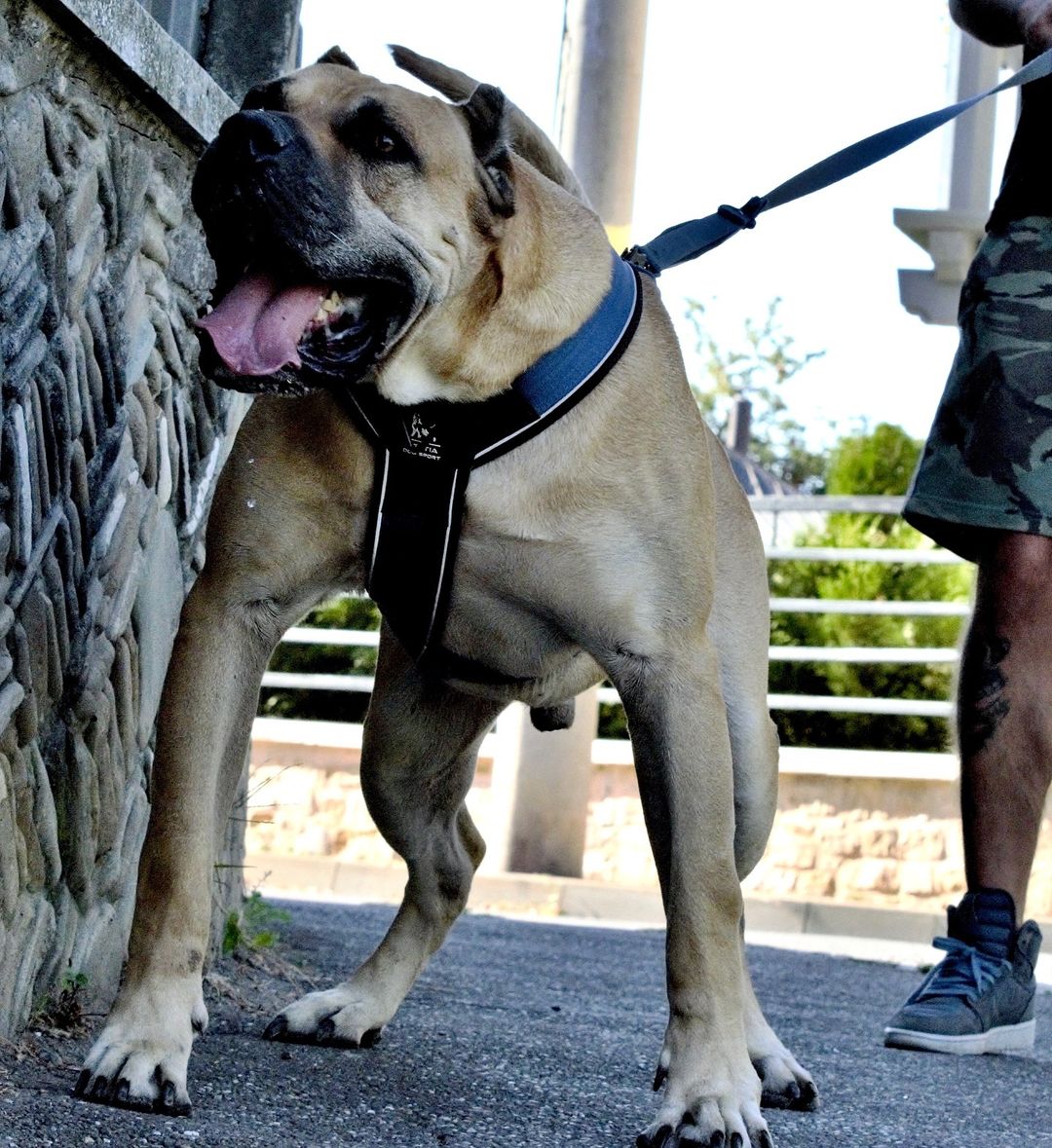 BESTIA DOG SPORT GripPro Heavy Duty Harness DC-Bestia Brands