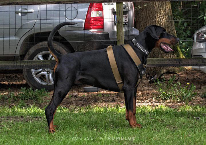 BESTIA DOG SPORT GripPro Heavy Duty Harness DC-Bestia Brands